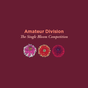 Amateur Division